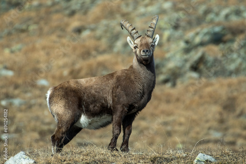 Obraz na płótnie Male alpine ibex (Capra ibex) standing proudly in an alpine meadow against rocky slopes background, Italian Alps, Winter, horinzontal. w salonie