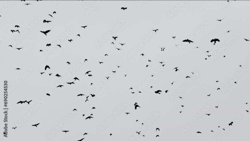 Large flock of black birds flying on white background. Large flock of black birds flying on white background.