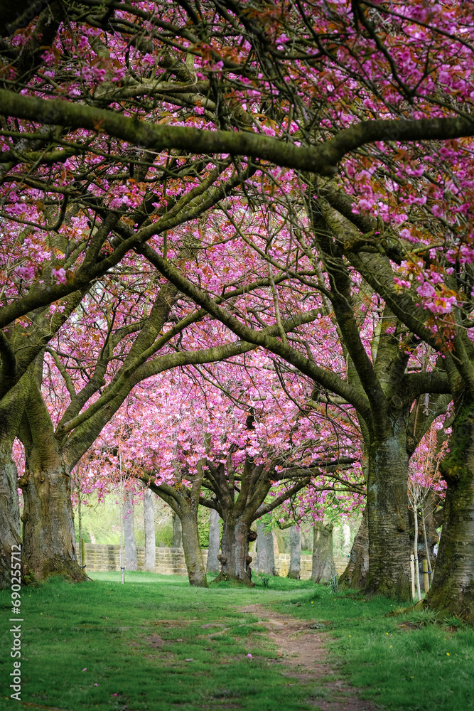 Blossom Trees