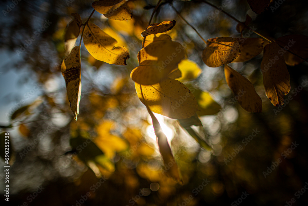 Obraz premium tree leaf, sunset, nature