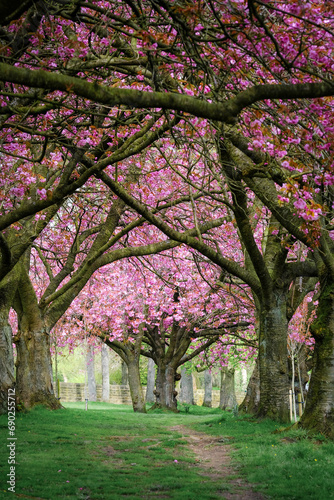 Blossom Trees