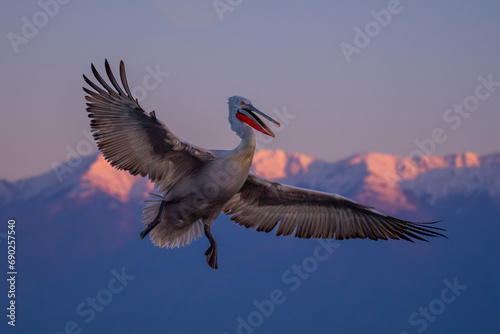 Pelican tries to catch fish by mountains photo