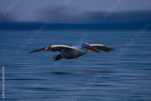 Slow pan of pelican crossing blurred water © Nick Dale