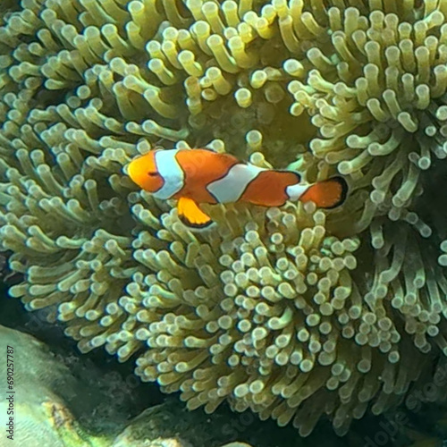 Koh Surin Island in the Andaman sea Thailand teaming with colourful Corel fish clown Fish Memo