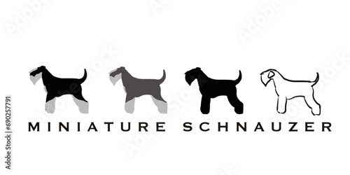 vector miniature schnauzer white, black, pepper and salt, black and silver 