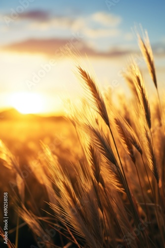 A beautiful sunset casting warm golden light over a vast field of wheat. Perfect for agricultural or nature-themed designs
