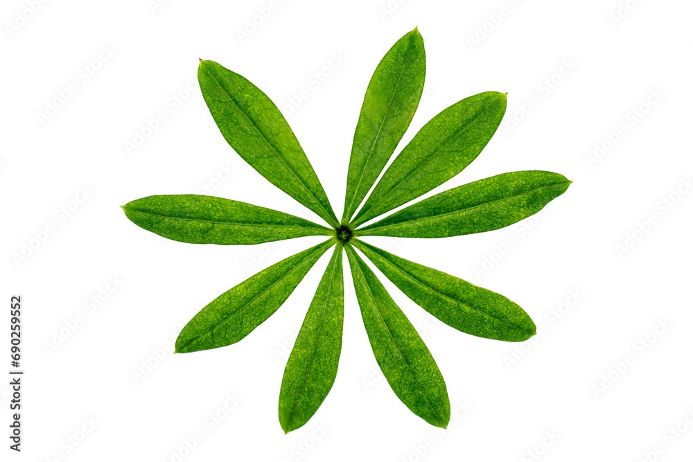 a single green leaf of woodruff