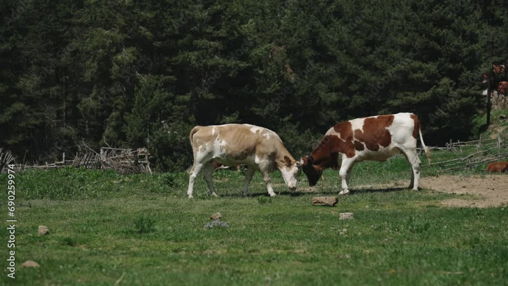 Cattle cow fight on mountain gren pasture meadow, slow motion