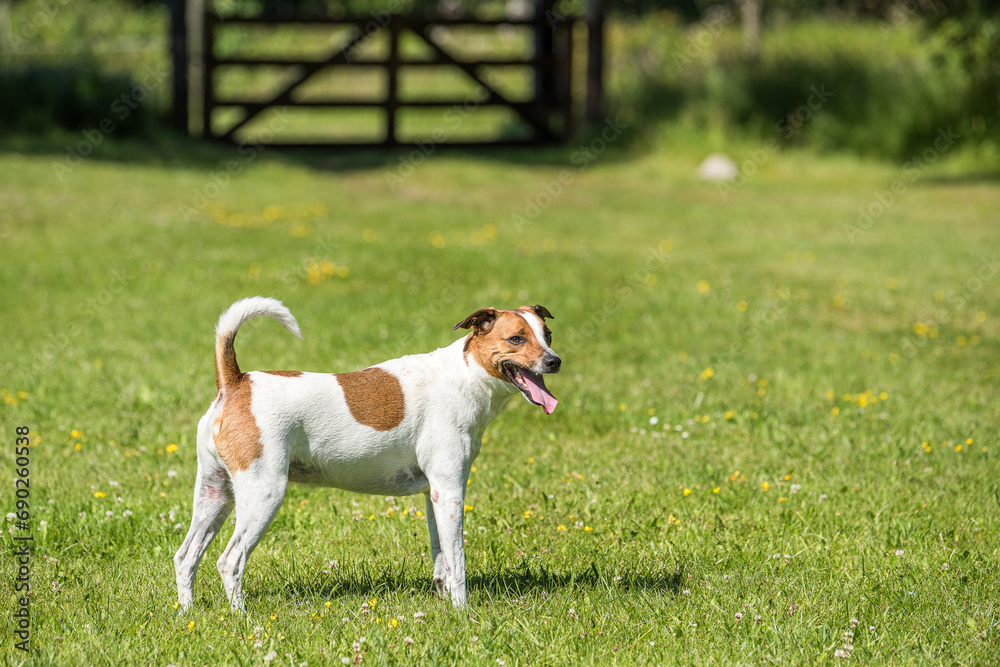 7-year-old Danish-Swedish farm dog in countryside of Öland in Sweden. This breed, which originates from Denmark and southern Sweden is lively and friendly.