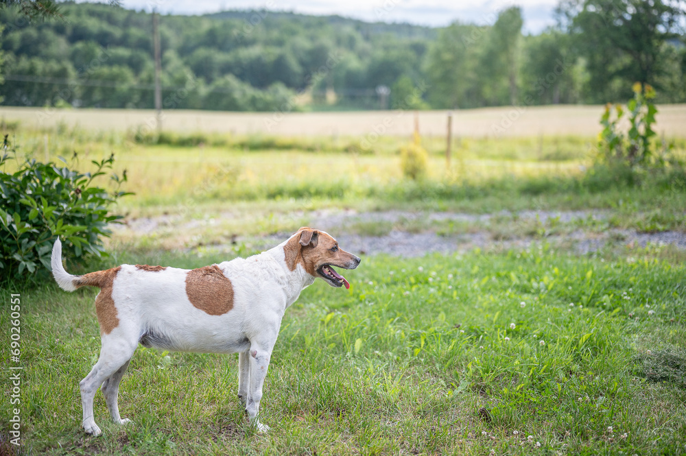 11-year-old Danish-Swedish farm dog. This breed, which originates from Denmark and southern Sweden is lively and friendly.
