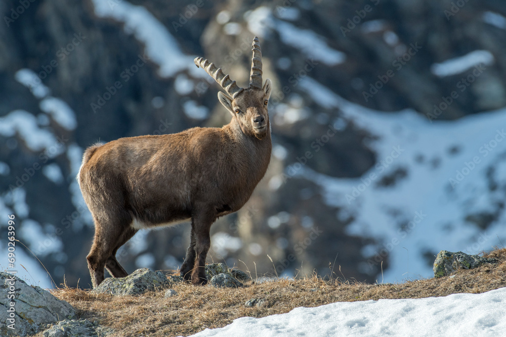 Standing male alpine ibex (Capra ibex) posing at the edge of a cliff on a winter day in the Alps Mountains, italy. Horizontal.