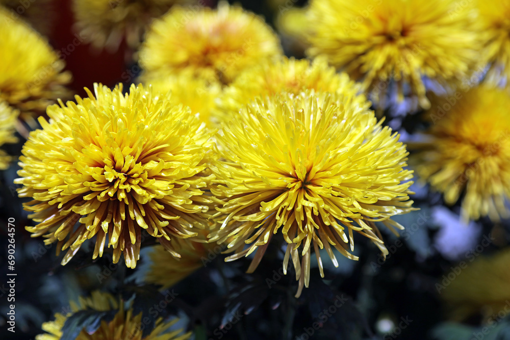 Closeup of yellow Florists' Chrysanthemum blooms, Singapore
Closeup of yellow Florists' Chrysanthemum blooms, Singapore