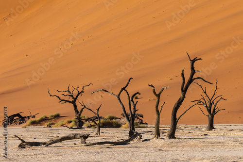Fototapeta Naklejka Na Ścianę i Meble -  The dry desert landscape of the Dead Vlei area in the Namibian desert with it's dried Camel thorn trees