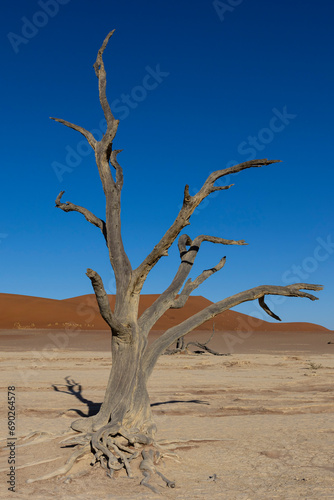 The dry desert landscape of the Dead Vlei area in the Namibian desert with it's dried Camel thorn trees
