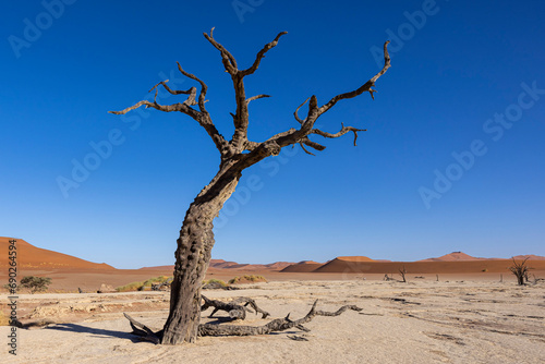The dry desert landscape of the Dead Vlei area in the Namibian desert with it's dried Camel thorn trees