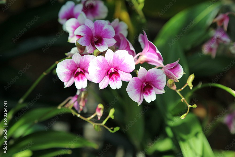 Macro image of sunlit dark and pale pink Dendrobium blooms, Singapore
Macro image of sunlit dark and pale pink Dendrobium blooms, Singapore