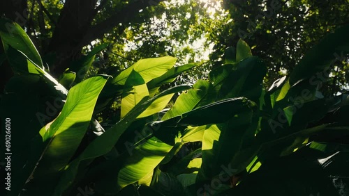 plante géante guadeloupe