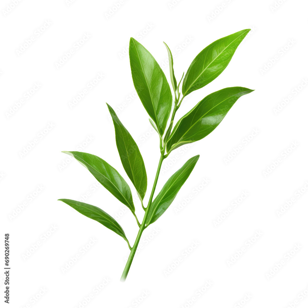 Tea leaf isolated on white or transparent background