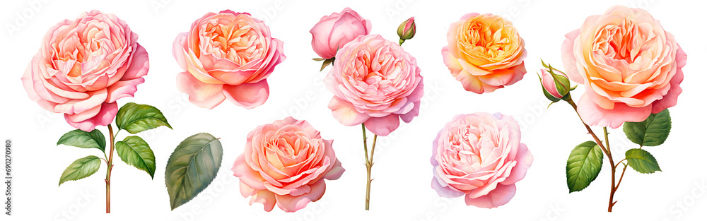 © Ivrin - Set of beautiful English roses, watercolor painting floral isolated on white background. Cut out PNG illustration on transparent background. © Ivrin - Set of beautiful English roses, watercolor painting floral isolated on white background. Cut out PNG illustration on transparent background.