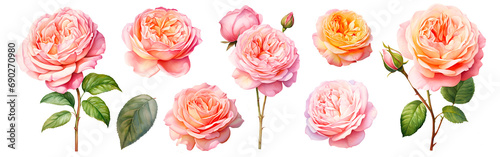 Set of beautiful English roses, watercolor painting floral isolated on white background. Cut out PNG illustration on transparent background.