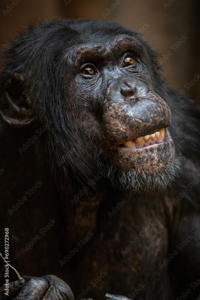 A chimpanzee of Upper Guinea shows its teeth.