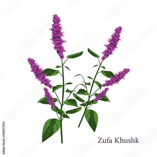 Zufa khushk herb plant illustration
