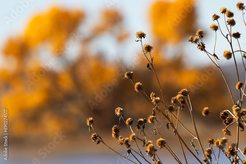 Seasonally dried flowers against autumn gold background