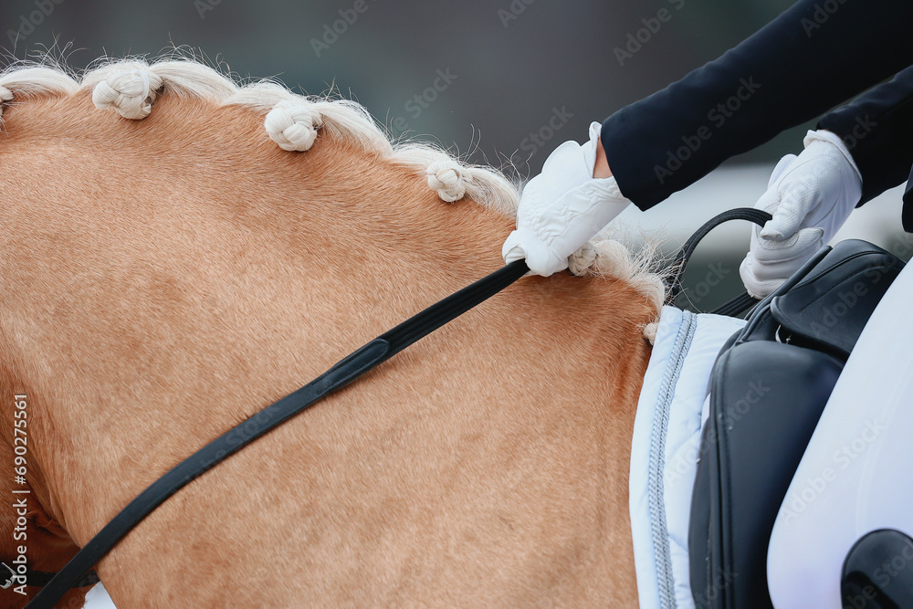 Horses crest, mane. close-up details of horse of a dressage competition - obrazy, fototapety, plakaty 