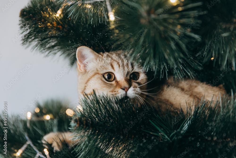 Obraz na płótnie the fluffy cat climbed inside the Christmas tree and sat on the branch w salonie