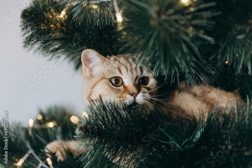 the fluffy cat climbed inside the Christmas tree and sat on the branch photo