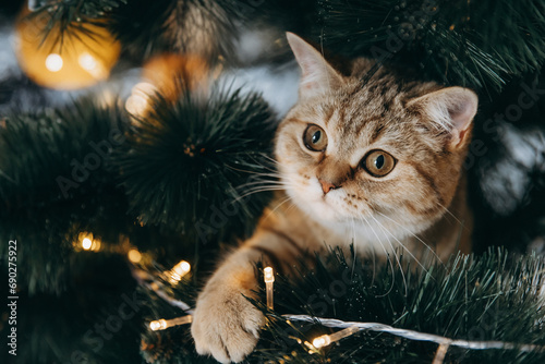 the fluffy cat climbed inside the Christmas tree and sat on the branch