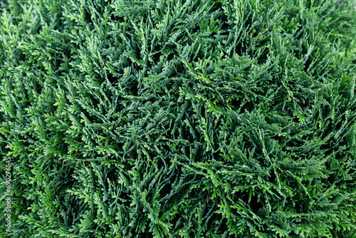 Close-up of thuja leaves on dark background. Green needles.