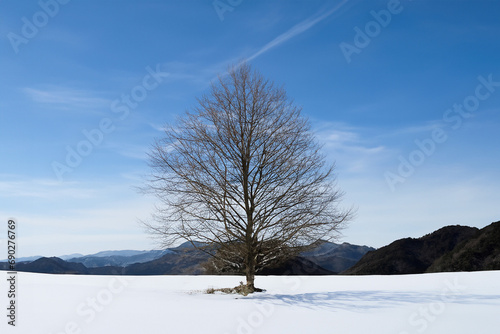 The image shows a serene winter landscape with snow-covered trees. The trees are blanketed in a layer of fresh snow, creating a picturesque scene that evokes a sense of calm and tranquility. photo