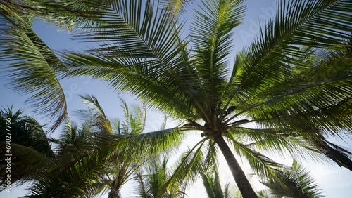 Palm trees bottom up view sky sky background. Palm trees silhouette sunset sky low agle view. photo