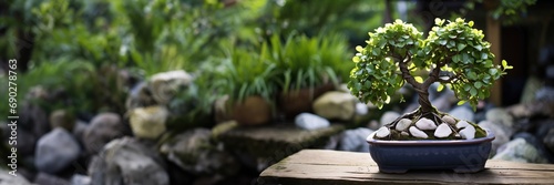 A serene bonsai tree centerpiece on a wooden bench with a blurred green garden background photo