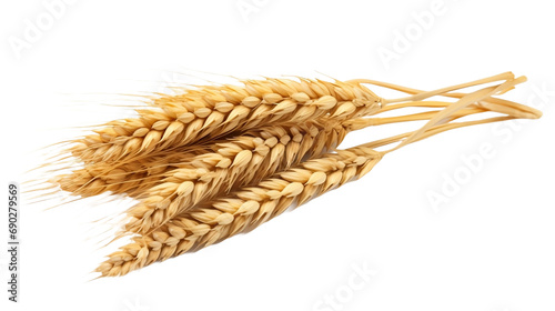 bunch  of ears of wheat isolated on white transparent background