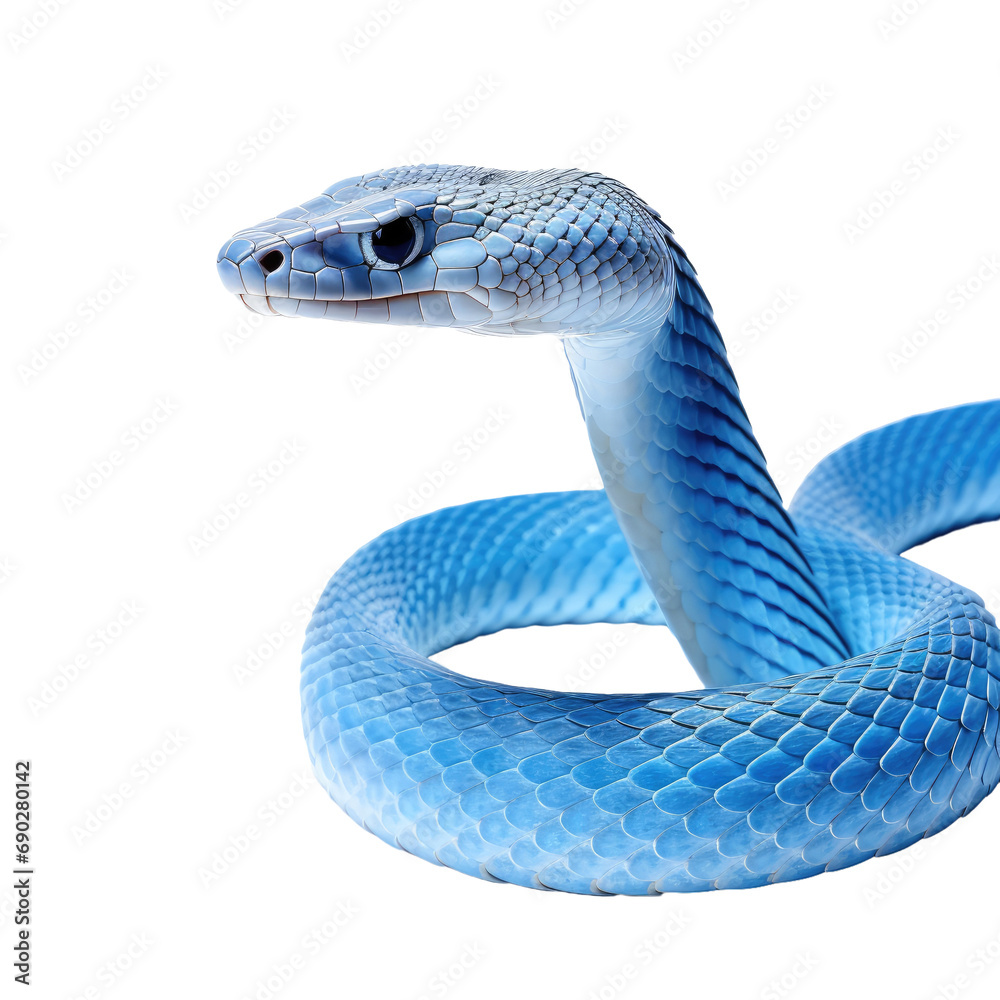 Blue viper snake close up isolated on white or transparent background Blue viper snake close up isolated on white or transparent background