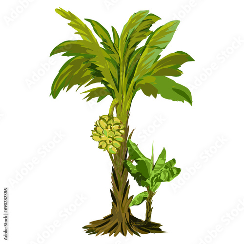 illustration of a banana tree plant