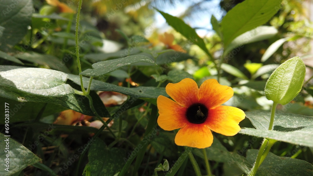 Yellow Flower in Symphony with Enchanting Foliage Yellow Flower in Symphony with Enchanting Foliage