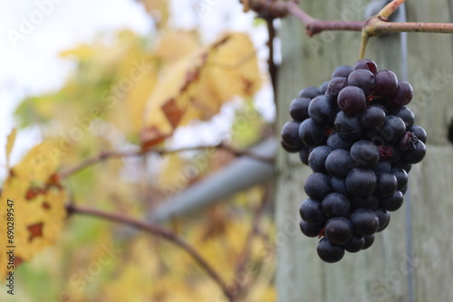 bunch of grapes on vine