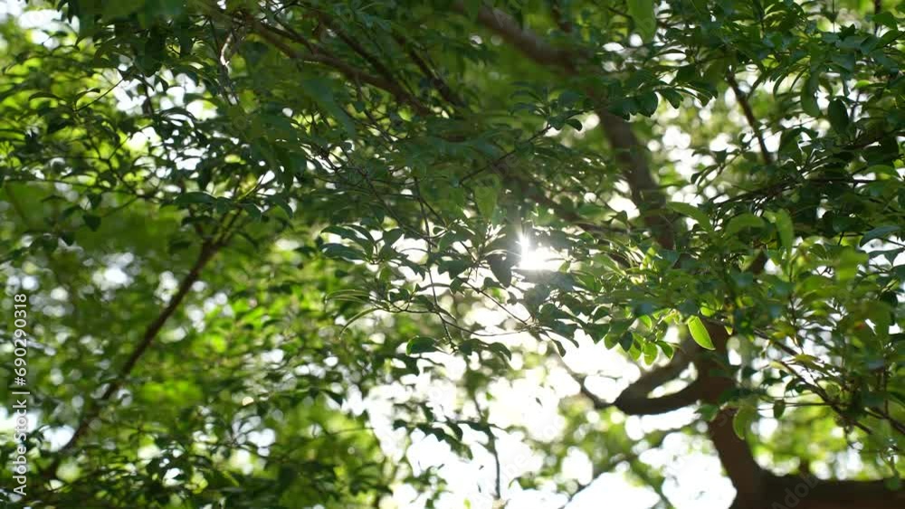 Bottom up view sunny green foliage trees afternoon summer. Natural green leaves plants spring background. Bottom up view sunny green foliage trees afternoon summer. Natural green leaves plants spring background.