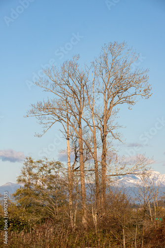 Bare tree with Mt Pilchuck in Background