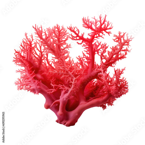 Red soft coral isolated on white or transparent background