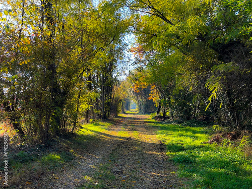 Path in a green forest in the afternoon.