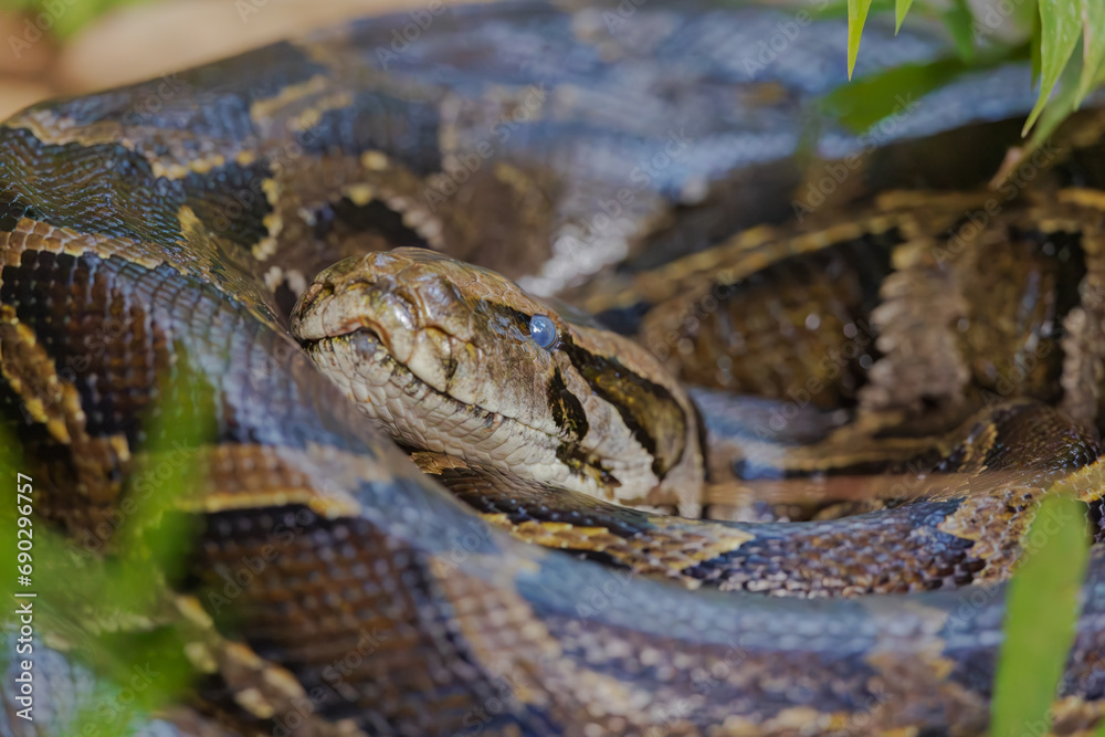 Obraz premium Burmese python (Python bivittatus) at Garbhanga RF, Assam, India