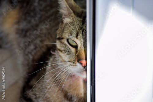 Cat getting sunlight behind the window