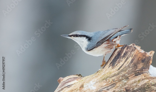 Tableau sur toile Eurasian nuthatch - in winter at a wet forest