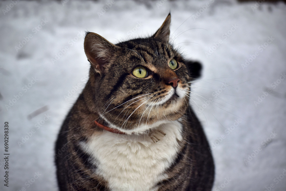 Domestic cat sitting outside on the snow
