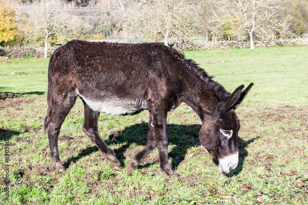 Donkey eating green grass in Cantabria. Donkey eating green grass in Cantabria.