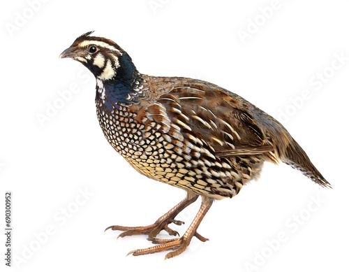 Quail isolated on white background, cutout